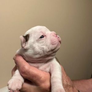 Meet your Posher, Nadine